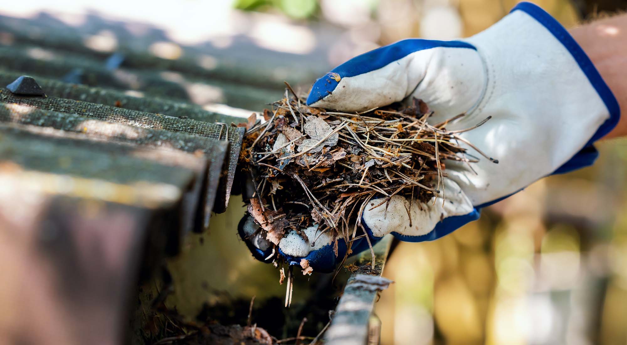 Cleaning dirty house gutter from leaves and needles. banner with copy space